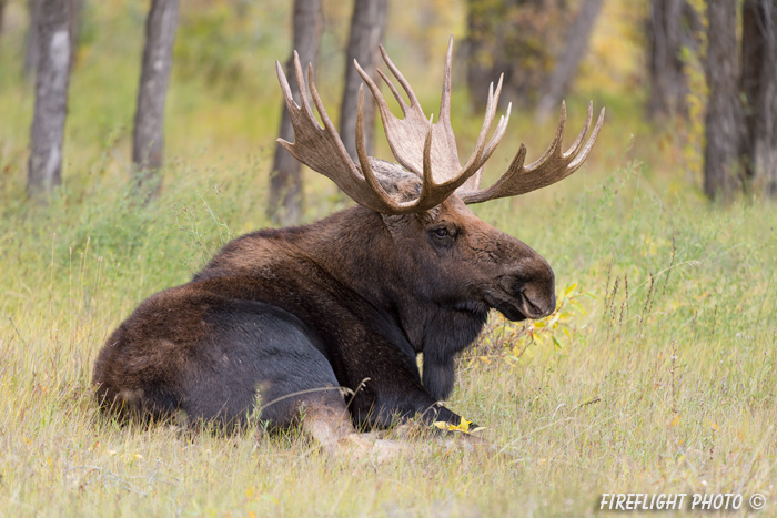 wildlife;Bull Moose;Moose;Alces alces;Bedded Down;Gros Ventre;Grand Teton;WY;D4;2013