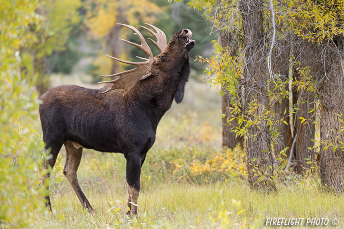 wildlife;Bull Moose;Moose;Alces alces;Flehmen Response;vGros Ventre;Grand Teton;WY;D4;2013