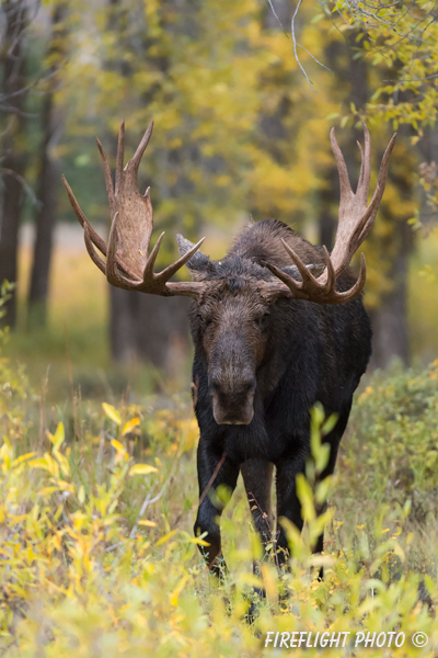 wildlife;Bull Moose;Moose;wet;rain;Alces alces;Gros Ventre;Grand Teton;WY;D4;2013