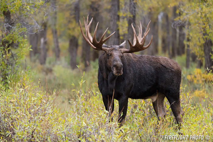 wildlife;Bull Moose;Moose;wet;rain;Alces alces;Gros Ventre;Grand Teton;WY;D4;2013
