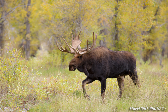 wildlife;Bull Moose;Moose;Alces alces;Gros Ventre;Grand Teton;Foliage;WY;D4;2013