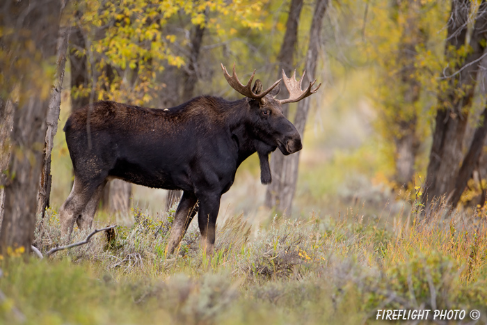 wildlife;Bull Moose;Moose;Alces alces;Gros Ventre;Cottonwoods;Grand Teton;WY;D4;2013