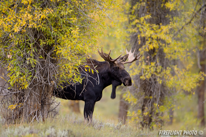 wildlife;Bull Moose;Moose;Alces alces;Gros Ventre;Cottonwoods;Grand Teton;WY;D4;2013