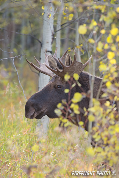 wildlife;Bull Moose;Moose;Alces alces;Aspen;Trees;Wilson;Grand Teton;WY;D4;2013