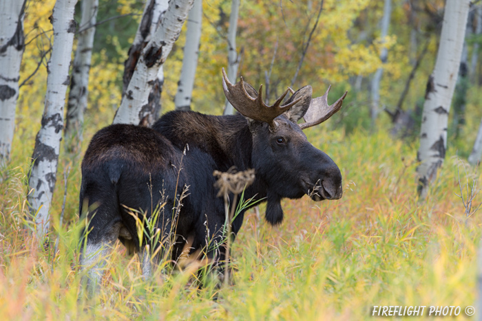 wildlife;Bull Moose;Moose;Alces alces;Aspen;Trees;Wilson;Grand Teton;WY;D4;2013