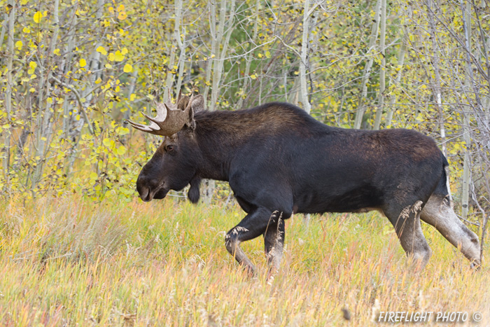 wildlife;Bull Moose;Moose;Alces alces;Aspen;Trees;Wilson;Grand Teton;WY;D4;2013