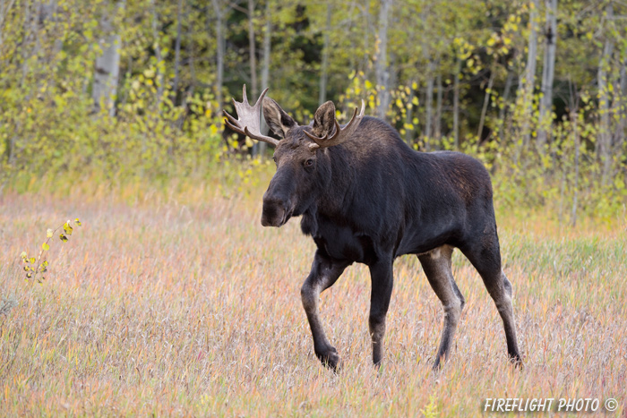 wildlife;Bull Moose;Moose;Alces alces;Aspen;Trees;Wilson;Grand Teton;WY;D4;2013