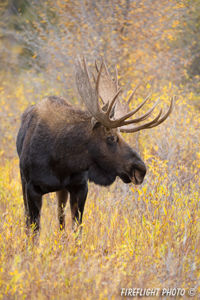 wildlife;Bull Moose;Moose;Alces alces;Snake River;foliage;Grand Teton;WY;D4;2013