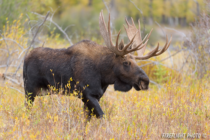 wildlife;Bull Moose;Moose;Alces alces;Snake River;foliage;Grand Teton;WY;D4;2013