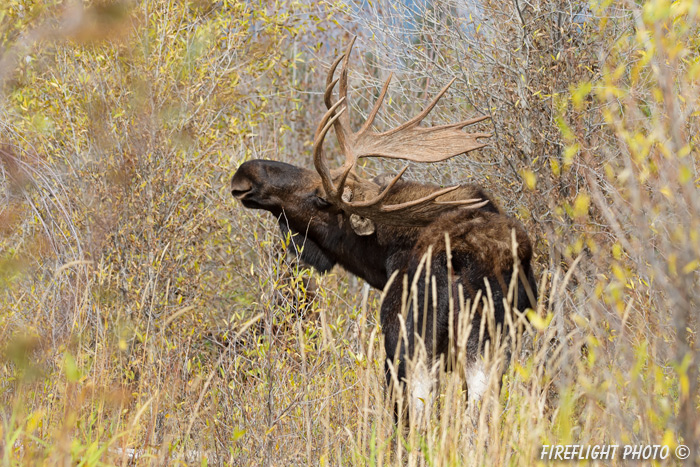 wildlife;Bull Moose;Moose;Alces alces;Snake River;foliage;Grand Teton;WY;D4;2013