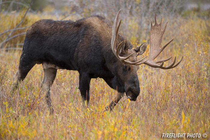 wildlife;Bull Moose;Moose;Alces alces;Snake River;foliage;Grand Teton;WY;D4;2013