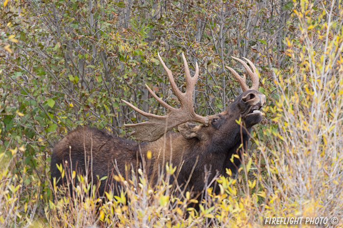 wildlife;Bull Moose;Moose;Alces alces;Snake River;flehmen response;Grand Teton;WY;D4;2013