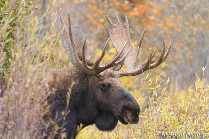 wildlife;Bull Moose;Moose;Alces alces;Snake River;head shot;foliage;Grand Teton;WY;D4;2013