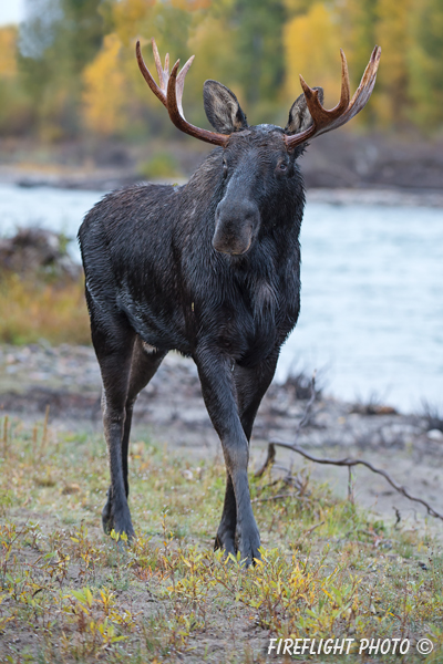 wildlife;Bull Moose;Moose;Alces alces;Snake River;foliage;Grand Teton;WY;D4;2013