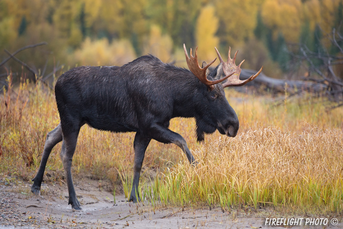 wildlife;Bull Moose;Moose;Alces alces;Snake River;foliage;Grand Teton;WY;D4;2013