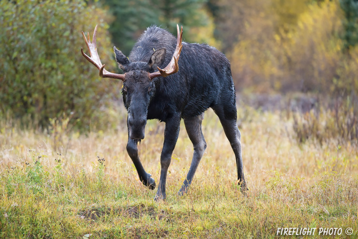 wildlife;Bull Moose;Moose;Alces alces;Snake River;foliage;Grand Teton;WY;D4;2013