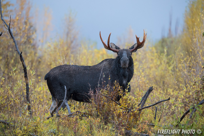 wildlife;Bull Moose;Moose;Alces alces;Snake River;wet;foliage;Grand Teton;WY;D4;2013