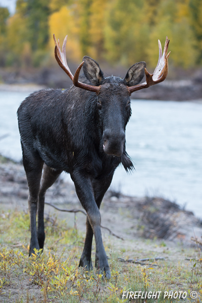 wildlife;Bull Moose;Moose;Alces alces;Snake River;foliage;river;Grand Teton;WY;D4;2013