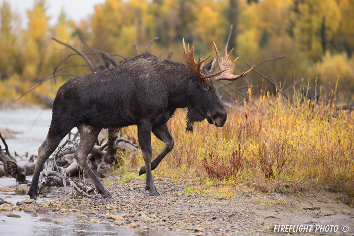 wildlife;Bull Moose;Moose;Alces alces;Snake River;foliage;Grand Teton;WY;D4;2013