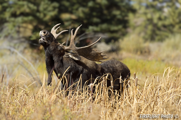 wildlife;Bull Moose;Moose;Alces alces;Flehmen Response;Gros Ventre;Grand Teton;WY;D4;2012
