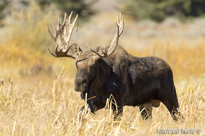 wildlife;Bull Moose;Moose;Alces alces;Gros Ventre;Grand Teton;WY;D4;2012