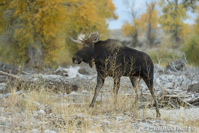 wildlife;Bull Moose;Moose;Alces alces;Foliage;Gros Ventre;Grand Teton;WY;D4;2012