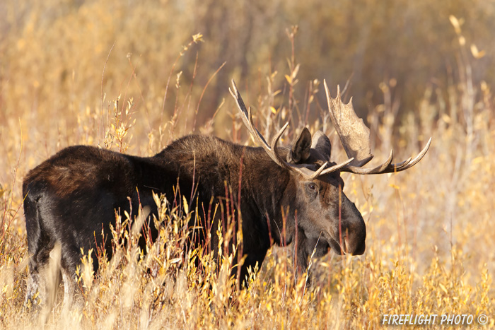 wildlife;Bull Moose;Moose;Alces alces;Foliage;Gros Ventre;Grand Teton;WY;D4;2012