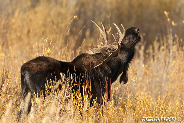 wildlife;Bull Moose;Moose;Alces alces;Foliage;Gros Ventre;Grand Teton;WY;D4;2012