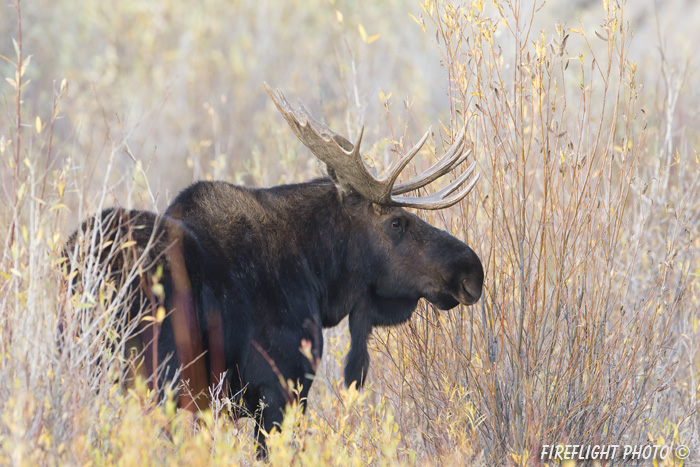 wildlife;Bull Moose;Moose;Alces alces;Foliage;Gros Ventre;Grand Teton;WY;D4;2012