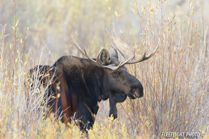 wildlife;Bull Moose;Moose;Alces alces;Foliage;Gros Ventre;Grand Teton;WY;D4;2012