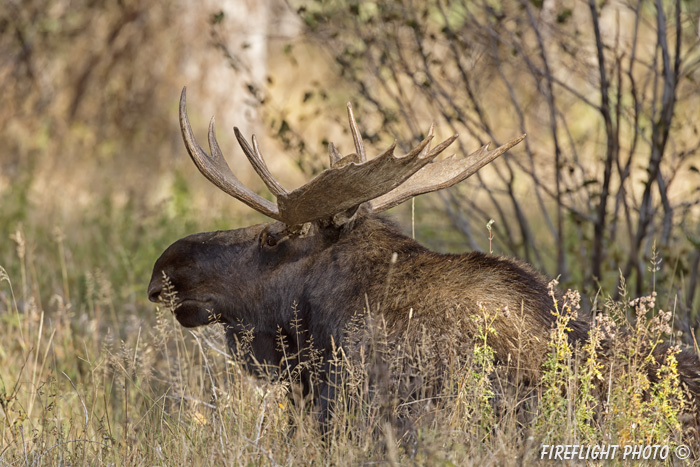 wildlife;Bull Moose;Moose;Alces alces;bedded down;Schumacher Landing;Grand Teton;WY;D4;2012
