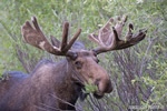 wildlife;Bull-Moose;Moose;Alces-alces;pond;Grand-Teton;WY;Wyoming;D4;2012