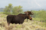wildlife;Bull-Moose;Moose;Alces-alces;pond;Grand-Teton;WY;Wyoming;D4;2012