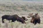 wildlife;Bull-Moose;Moose;Alces-alces;Sagebrush;Grand-Teton;WY;D4;2012