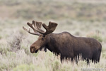 wildlife;Bull-Moose;Moose;Alces-alces;Sagebrush;Grand-Teton;WY;D4;2012