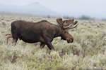 wildlife;Bull-Moose;Moose;Alces-alces;Sagebrush;Grand-Teton;WY;D4;2012