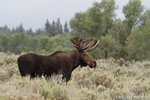 wildlife;Bull-Moose;Moose;Alces-alces;Sagebrush;Grand-Teton;WY;D4;2012