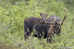 wildlife;Bull-Moose;Moose;Alces-alces;Sagebrush;Grand-Teton;WY;D4;2012