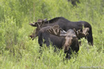 wildlife;Bull-Moose;Moose;Alces-alces;wetlands;Jackson-Hole;Wyoming;WY;D4;2012