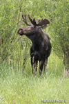 wildlife;Bull-Moose;Moose;Alces-alces;wetlands;Jackson-Hole;Wyoming;WY;D4;2012
