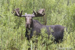 wildlife;Bull-Moose;Moose;Alces-alces;wetlands;Jackson-Hole;Wyoming;WY;D4;2012