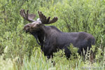 wildlife;Bull-Moose;Moose;Alces-alces;wetlands;Jackson-Hole;Wyoming;WY;D4;2012