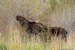 wildlife;Bull-Moose;Moose;Alces-alces;Gros-Ventre;Grand-Teton;WY;D4;2013