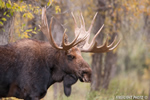 wildlife;Bull-Moose;Moose;Alces-alces;Gros-Ventre;Head-Shot;Grand-Teton;WY;D3X;2013