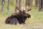 wildlife;Bull-Moose;Moose;Alces-alces;Bedded-Down;Gros-Ventre;Grand-Teton;WY;D4;2013