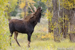 wildlife;Bull-Moose;Moose;Alces-alces;Flehmen-Response;vGros-Ventre;Grand-Teton;WY;D4;2013