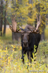 wildlife;Bull-Moose;Moose;wet;rain;Alces-alces;Gros-Ventre;Grand-Teton;WY;D4;2013