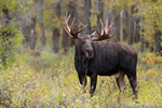 wildlife;Bull-Moose;Moose;wet;rain;Alces-alces;Gros-Ventre;Grand-Teton;WY;D4;2013