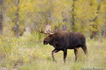 wildlife;Bull-Moose;Moose;Alces-alces;Gros-Ventre;Grand-Teton;Foliage;WY;D4;2013