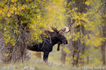 wildlife;Bull-Moose;Moose;Alces-alces;Gros-Ventre;Cottonwoods;Grand-Teton;WY;D4;2013